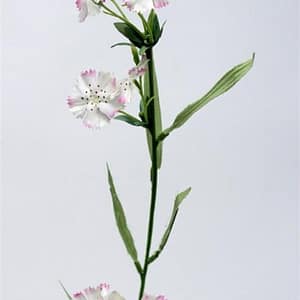 Dianthus Creme Flower