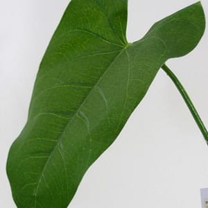 Calla Leaf