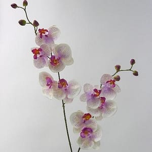 Phalaenopsis Pink Spray