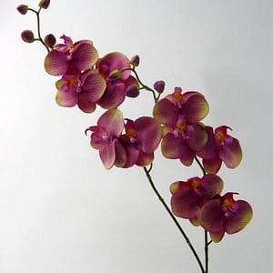 Phalaenopsis Beauty Spray