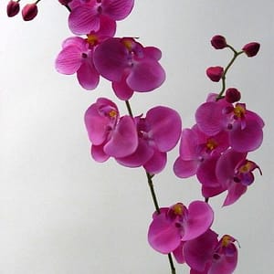 Phalaenopsis Lavender Spray