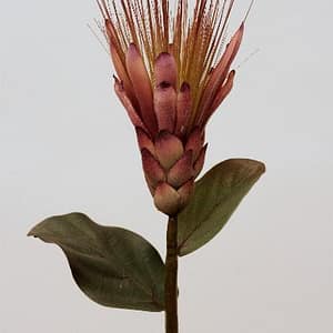 Protea Spray