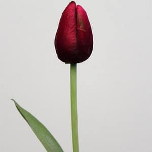 Tulip Flower