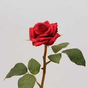 Single Thorn Red Rose