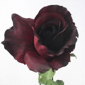 Open Rosebud Spray-Burgundy