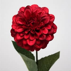 Dahlia Red Flower