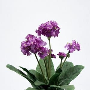 African Violet