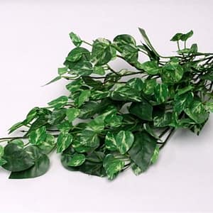 Pothos Bush-Medium
