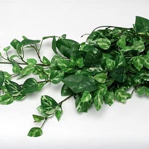 Pothos Bush-Big