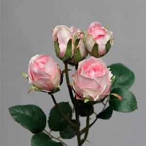 Pink Roses