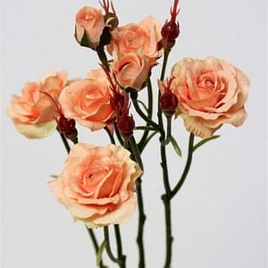 Peach Roses