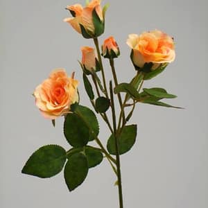Peach Rose Flower