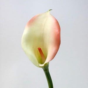 Green Calla Lily Spray