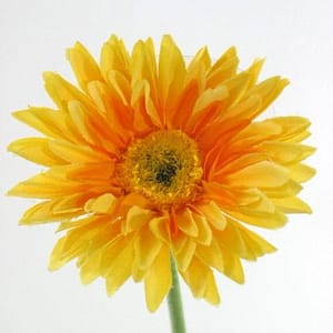 Yellow Gerbera Daisy