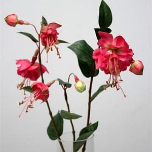 Fuchsia Stem