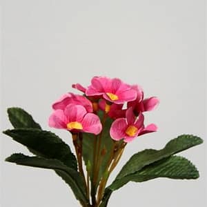 Primula Flowers-LAVENDER