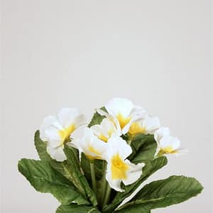 Blanc Primrose Flowers