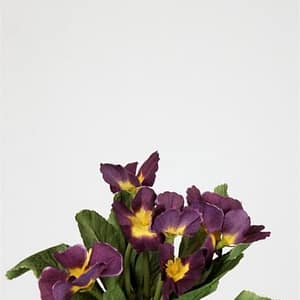 Violet Primrose Flowers