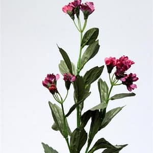 Auberg Marguerite Flowers