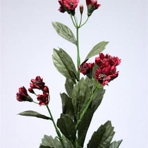 Burgundy Marguerite Flowers