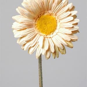 Daisy Stem