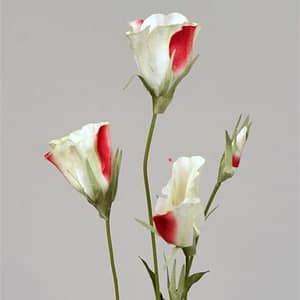 Lisiantus Dark Pink Flowers