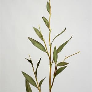 Eucalyptus Branch