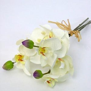 Maria PHALAENOPSIS Bundle
