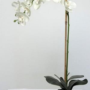 Susan PHALAENOPSIS Plant