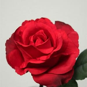 TheShowroom Furniture Red Smiling Rose