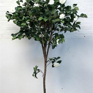 Camelia Tree