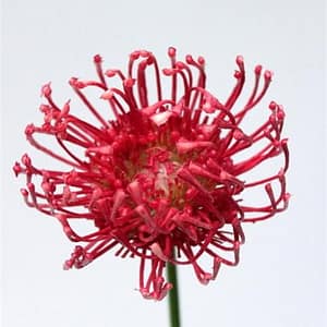 TheShowroom Furniture Burgundy Protea Spray