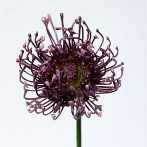 TheShowroom Furniture Purple Floral Spray