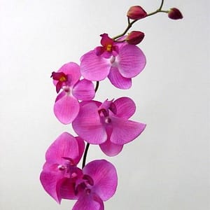 Ursula Flower-Orchid