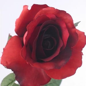 Open Rosebud Spray-Red/Orange