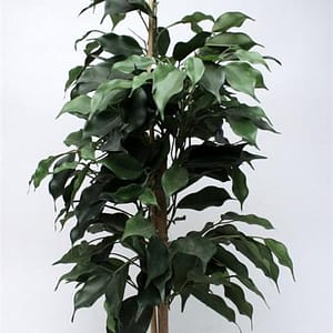ficus windows tree green 65cm