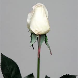 Judy Rose-Cream-Pink