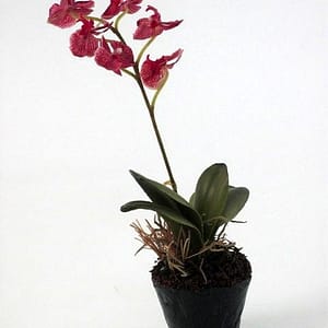 Mini Burgundy Phalaenopsis Orchid