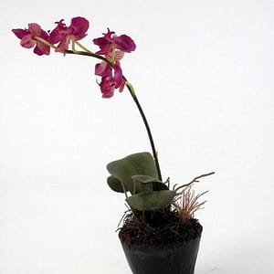Mini Purple Phalaenopsis Orchid