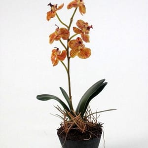 Mini Salmon Phalaenopsis Orchid