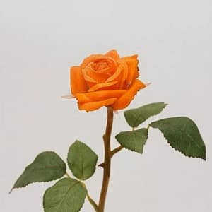 Single Thorn Orange Rose