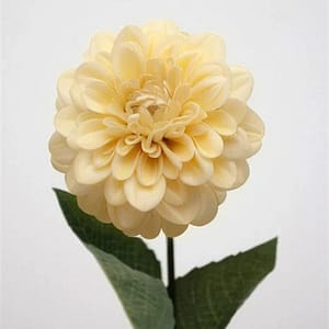 Dahlia Cream Flower