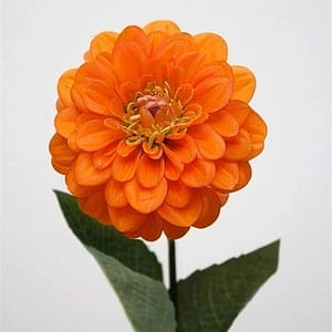 Dahlia Orange Flower