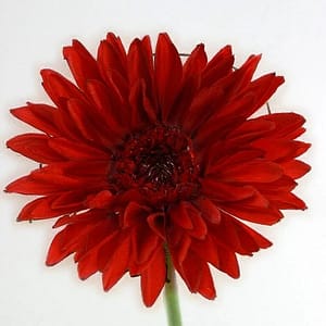 Red Gerbera Daisy