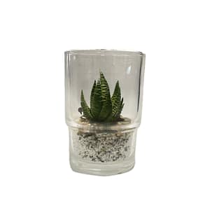 2 Cactus in glass pot