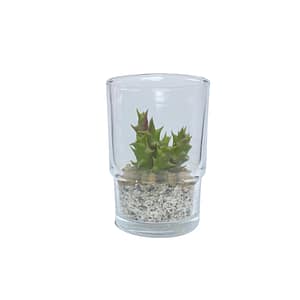 6 Cactus in glass pot