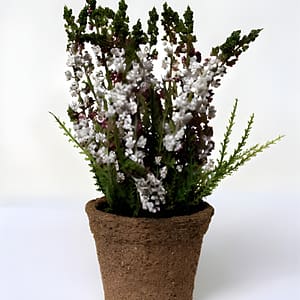 White Erica on Pot