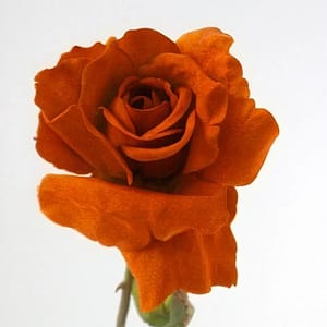 TheShowroom Furniture Kitty Rose Spray Orange