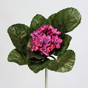 Fushia African Violet