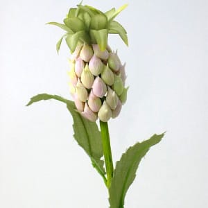 Rose Artichoke